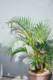 10 Plants That Give Oxygen At Night 24 Hour Oxygen Trinjal Com Plants Indoor Plants For Oxygen Indoor Plants