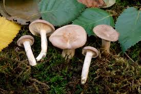 Image result for Lactarius mutabilis