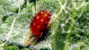 Image result for red mite
