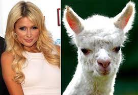 Like some of the other animals on this list, the vampire bat terrifies people despite its harmless nature. 24 Animal Human Look Alikes Ideas Animals Funny Pictures Funny