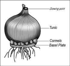 Pin On Gardening