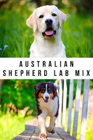 They are a medium to large sized dog with a fairly short coat that sheds seasonally and needs regular brushing. Australian Shepherd Lab Mix A Complete Guide To The Aussiedor Dog