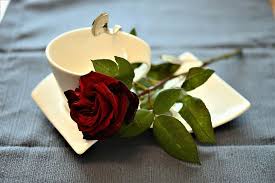 We did not find results for: 20 Rose Day Quotes Wishes Status Romantic Lines For Couples Gf Bf Best Friends