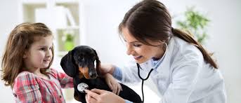 We are advocates for your pets health… here at my pet's vet, we believe that the patient always comes first. My Pet S Vet