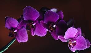 Neon violet & turquoise color scheme. Blue Violet Rgb Color Code 8a2be2