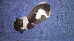 Look at pictures of puppies in fort worth who need a home. Akc Parti Schnauzer Puppies For Sale In Longview Texas Classified Americanlisted Com