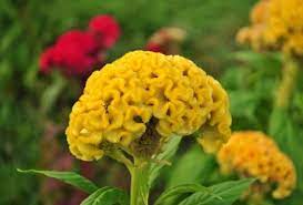 Celosia Cristata Aka Crested Celosia Or Brain Flower Are 1 2 Feet Tall Annual Celosia Flower Flower Seeds Flowers