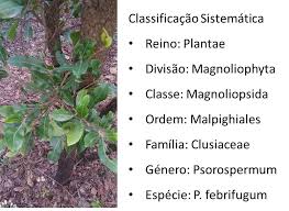 Image result for Psorospermum febrifugum