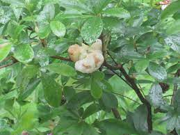 The Gall Of Those Azaleas Uconnladybug S Blog