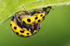 Marienkäfer erinnern irgendwie immer an die eigene. Marienkafer Suchen Winterquartiere Nabu