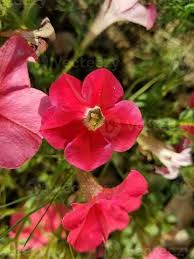 Image result for Petunia axillaris