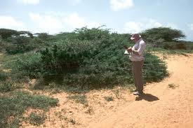 Image result for Keetia zanzibarica