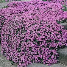Pin Auf Garten