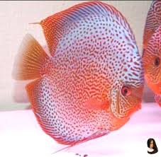 Notitle Discus Fish Aquarium Fish Freshwater Aquarium Fish