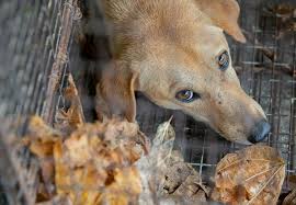 Open 24 hours a day, 7 days a week— four paws pet hotel & resort is the only real hotel for pets! Dogs Of The Jungle Blog News Our Stories Four Paws International