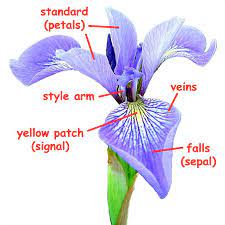 Iris Anatomy Iris Flowers Parts Of A Flower Blue Flag Iris