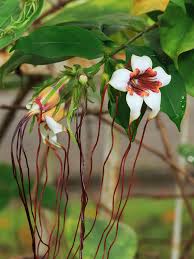 Image result for Strophanthus