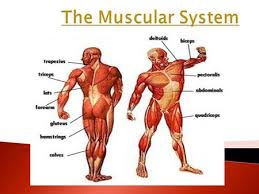This labeled human muscular system chart illustrates the major muscle groups in the back (posterior) view and the front (anterior) view. The Muscular System Ppt Download