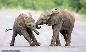 Inez Allin Widow Who Took The Photos At Kruger National Park Said The Elephants Continue Baby Elephants Playing Baby Elephant Pictures Baby Elephant