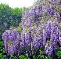 Wisteria Meaning And Wisteria Symbolism Wisteria Tree White Flower Farm Flowering Trees