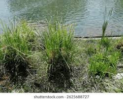 Image result for Paspalum urvillei