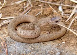 The copperhead snake (agkistrodon contortrix) is shorter than both the coral snake and the cottonmouth snake. Facts About Brown Snakes Live Science