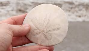 Or they may be bright and white and dried, but hard to notice under the sun. What Do Sand Dollars Look Like When They Re Alive The Kid Should See This