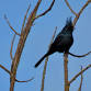Search for the Silky Flycatcher