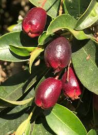 Image result for Eugenia