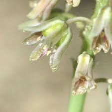 Image result for Ledebouria marginata