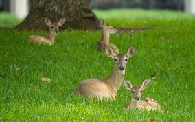 Maybe you would like to learn more about one of these? How And How Not To Stop Deer Eating Your Garden The Telegraph