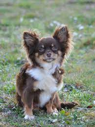 Pin On Dogs And Puppies