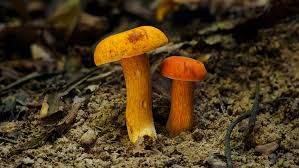 Image result for Xanthoconium sp.