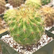 Image result for Eriochrysis