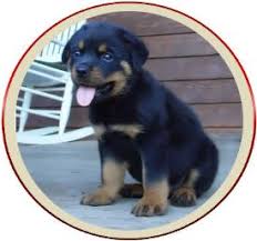 They are almost two months old, with two girls, one of whom is. Home Von Sederhaus Rotts