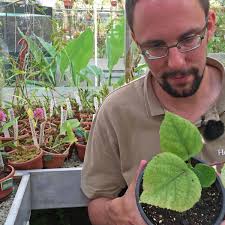 'Verschrikkelijk pijnlijke plant' in Hortus Botanicus Leiden