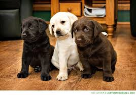 Maybe you would like to learn more about one of these? Labrador Puppies Cute Animals Cute Dogs Lab Puppies