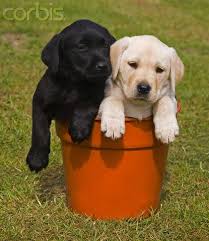 Black And White Labrador Puppy Black And White Labrador Puppies In Flower Pot Just To Cute Cute Puppies White Labrador Puppy Labrador Puppy