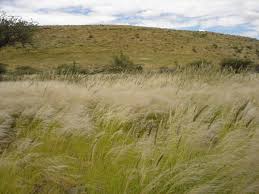 Image result for Enneapogon cenchroides