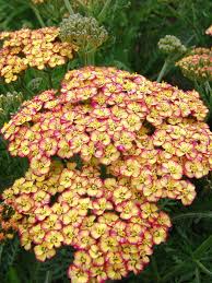 Image result for Achillea