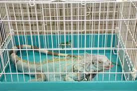 イグアナボイス建築設計事務所 vitsoe hayama studio operated by iguanavoice Yqbjv9o Xassm