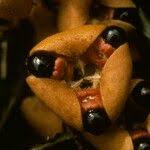 Image result for Eriocoelum