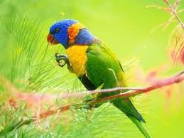 Maybe you would like to learn more about one of these? 22 Colorful Creatures Ideas Animals Creatures Animals Beautiful