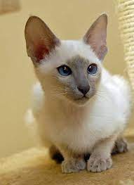 Lilac point siamese cats are also one of the rarer variations, and this also drives the price up higher. Lilac Point Siamese 2 By Photoboater Oriental Shorthair Cats Siamese Cats Funny Siamese Kittens