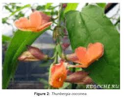 Image result for Thunbergia annua