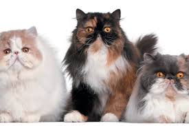 Persian cat personality, temperament, lifespan, grooming, and health advice. The Persian Cat Get To Know The Princess Of The Cat World Catster
