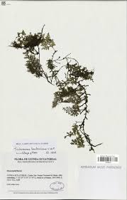 Image result for Crepidomanes inopinatum