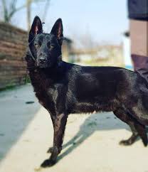 2.5 aylık safkan, erkek, siyah labrador yavrumuz tuvalet eğitimi almakta olup ilk puppy dp aşı ve parazit tedavileri yap. Siyah Alman Kurdu Yavrularimiz Kopek Ilanlari Osmangazi Bursa Ilan