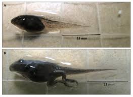 To the best of my knowledge, northern and southern leopard frog eggs are indistinguishable from each other. Representative Photographs Of A Luzon Wart Frog Fejervarya Download Scientific Diagram