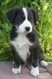 english shepherd puppy photo english shepherd english shepherd puppy english coonhound